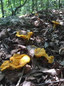 Chanterelles On The Forest Floor