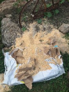 Ripped Open Bag Of Cracked Corn