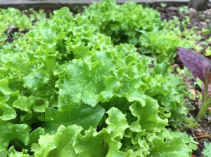 Spring Lettuce