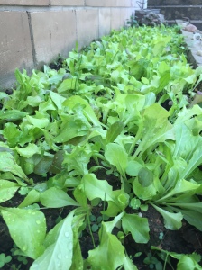 Fall Lettuce Bed
